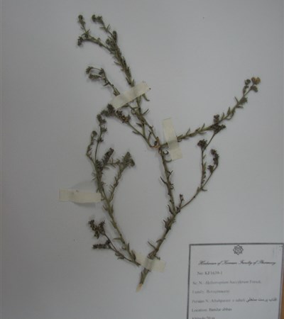 Aftabparast-e saheli